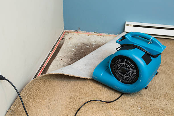 Best Carpet water damage restoration  in Biscayne Park, FL